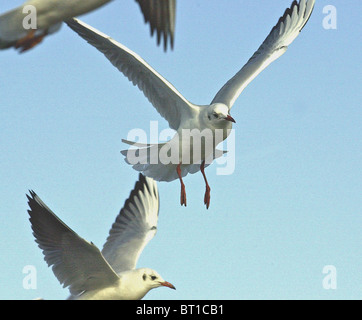 Un gabbiano in volo. Gabbiano comune (Larus canus canus) Foto Stock