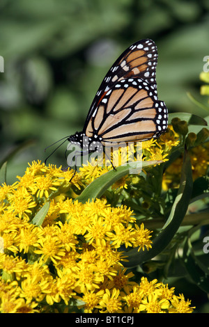 Farfalla monarca, Danaus plexippus, alimentando sul mare oro, Solidago sempervirens, come esso migra su Atlantic Flyway. Foto Stock