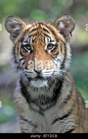 Tigre del Bengala cub Bronx Zoo di New York City Foto Stock