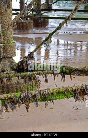 Alghe e barnacle incrostati di pilastri e travi sotto Cromer Pier, Norfolk, Inghilterra Foto Stock