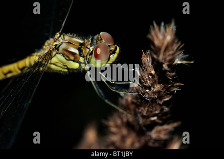 Closeup rubicondo Darter Dragonfly con grandi occhi su sfondo scuro Foto Stock