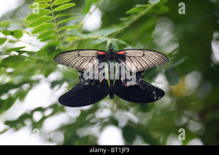 Comune (Mormone Papilio polytes) farfalle provenienti da Asia del sud di accoppiamento con la femmina in alto Foto Stock