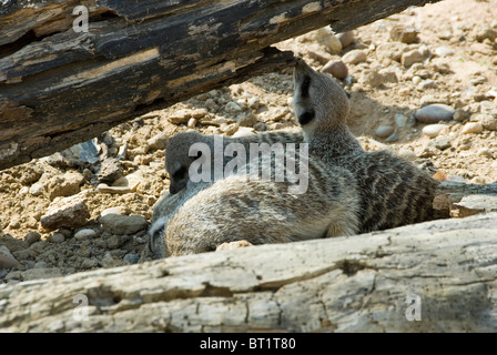 Close up di tre giovani Meerkat Suricata giacente raggomitolati insieme sotto Log, Yorkshire Wildlife Park, Inghilterra Foto Stock