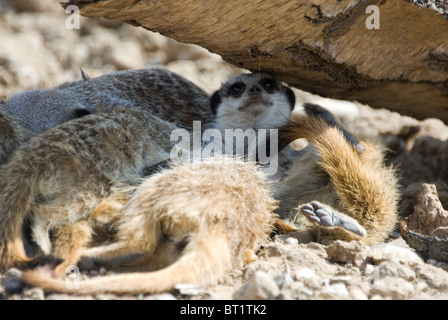 Vicino sul gruppo di quattro giovani Meerkat Suricata giacente raggomitolati insieme sotto Log, Yorkshire Wildlife Park, Inghilterra Foto Stock