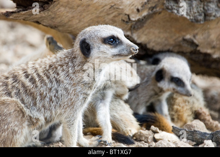 Vicino a uno Meerkat Suricata seduto con la famiglia al di sotto del log, Yorkshire Wildlife Park, Inghilterra Foto Stock