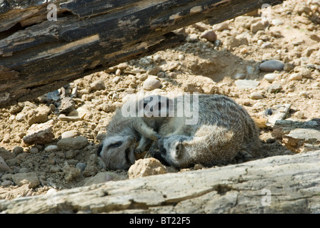 Close up di tre giovani Meerkat Suricata giacente raggomitolati insieme sotto Log, Yorkshire Wildlife Park, Inghilterra Foto Stock