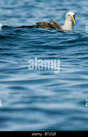 Buller's Albatross (Thalassarche bulleri) sul mare. Kaikoura Nuova Zelanda Foto Stock