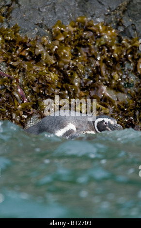 Magellanic Penguin (Spheniscus magellanicus) entra in mare, Isola di Chiloe, Cile Foto Stock