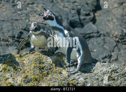 Pinguini Humboldt (Spheniscus Humboldti), Coppia di corteggiamento, in via di estinzione, Isola di Chiloe, Cile Foto Stock