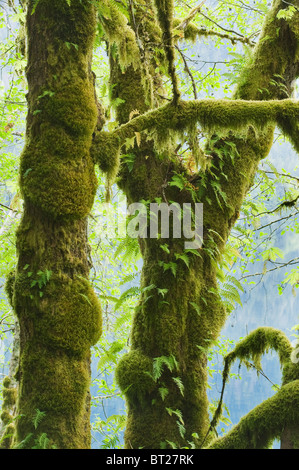 Acero Bigleaf (Acer macrophyllum) coperto di muschi e felci, Lago Crescent, il Parco Nazionale di Olympic, Stati Uniti di Washington Foto Stock