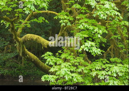 Acero Bigleaf (Acer macrophyllum) Sporgendoti Millicoma River, Cascade Mountains, Oregon Foto Stock