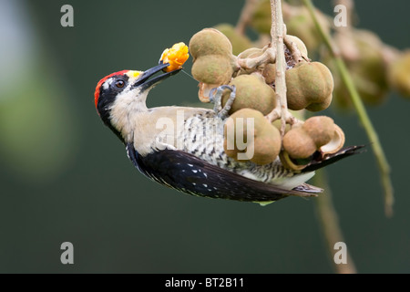 Nero-cheeked picchio rosso maggiore (Melanerpes pucherani), maschio mangiare la frutta. Foto Stock