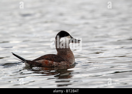 Ruddy duck, Oxyura jamaicensis, singolo maschio su acqua, Midlands, Ottobre 2010 Foto Stock