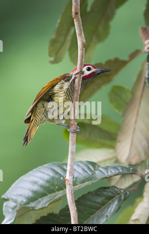 Golden-Picchio oliva (Colaptes rubiginosus gularis), maschio. Foto Stock