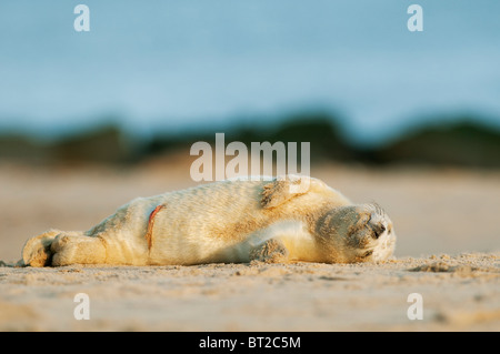 Guarnizione grigio (Halichoerus grypus) pup, posa sulla spiaggia, Norfolk, Inghilterra, Novembre Foto Stock