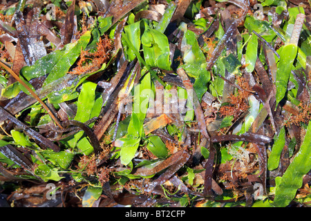 Le alghe le alghe posidonia oceanica essiccato e verde in riva del Mediterraneo Foto Stock