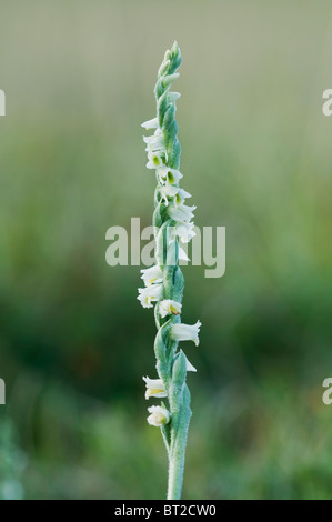 Autunno Ladies-tresses, Spiranthes spiralis, fioritura, Kent, Inghilterra. Foto Stock