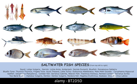 Specie di pesci di acqua salata pesce classificazione isolato su bianco Foto Stock