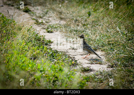 Alauda arvense. All'allodola in un habitat naturale. Fotografia della fauna selvatica. Foto Stock