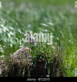 Alauda arvense. All'allodola in un habitat naturale. Fotografia della fauna selvatica. Foto Stock