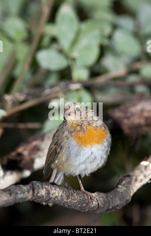 Appena fledged bird su di esso il primo volo fuori del nido. Erithacus rubecula, Robin Foto Stock