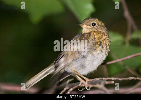 Appena fledged bird su di esso il primo volo fuori del nido. Erithacus rubecula, Robin Foto Stock