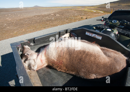 Una Renna sparato da un cacciatore in area Karahnjkar di Vatnajokull, vicino Egilsstadir, Islanda. Foto Stock