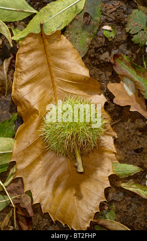 Frutto della dolce castagno (Castanea sativa) giacente su un caduto foglie di castagno Foto Stock