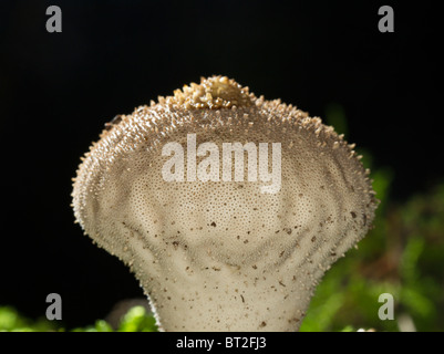 Puffball comune, Lycoperdon perlatum, maturo e pronto per rilasciare le spore Foto Stock