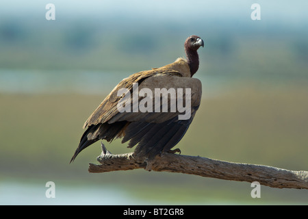 Un bianco-backed vulture siede su un ramo di un albero morto in Chobe GR, Botswana Foto Stock