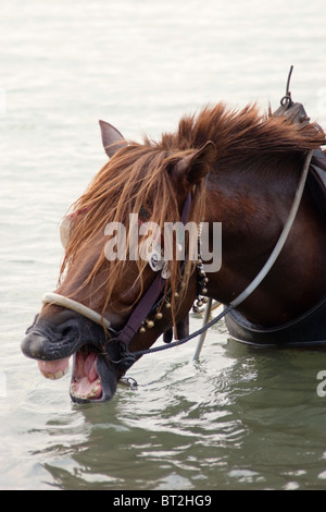 Un cavallo da tiro è acqua potabile dal fiume Mekong dopo una giornata di trazione di un carrello attraverso le strade di Kratie, Cambogia. Foto Stock