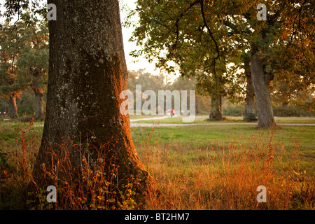 Bosque de robles al atardecer Burgos Castilla Leon España foresta di querce al crepuscolo Burgos Spagna Castilla Leon Foto Stock