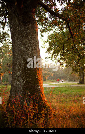 Bosque de robles al atardecer Burgos Castilla Leon España foresta di querce al crepuscolo Burgos Spagna Castilla Leon Foto Stock