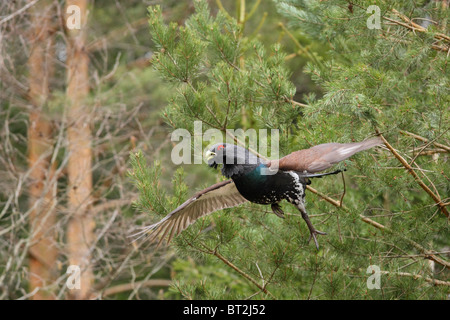 Gallo cedrone selvatici {Tetrao urogallus} in volo. Aprile. Foto Stock