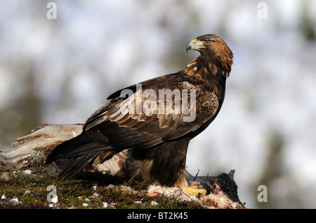 Golden Eagle con la lepre bianca come una preda su un altopiano nelle colline di Flatanger, il Trondelag Nord in Norvegia Foto Stock