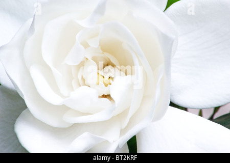 Extreme close-up di gardenia (gardenia jasminoides) fiore Foto Stock