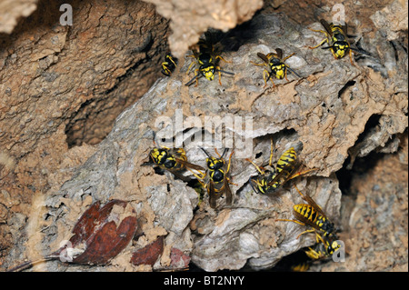 Vespe comune (Vespula vulgaris) in metropolitana camera di nesting Foto Stock