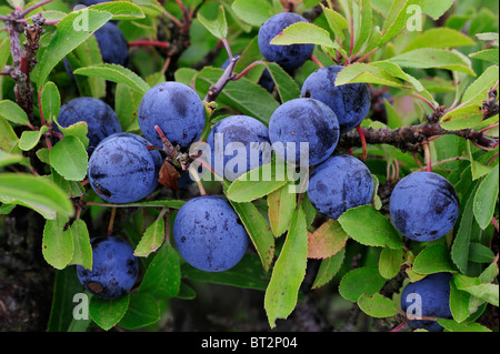 Prugnolo / sloe (Prunus spinosa close up blu-nero bacche / prugnole / drupe e foglie Foto Stock