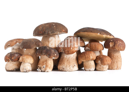 Gruppo di Boletus Edulis Mushroom isolati su sfondo bianco Foto Stock