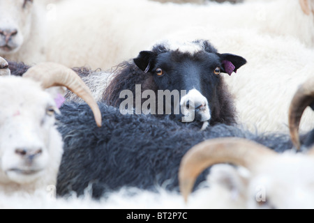 Pecora nera tra white Icelandic Sheep. Foto Stock