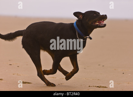 YACHATS, OREGON, Stati Uniti d'America - Rottweiler cane sulla spiaggia, Central Oregon Coast. Foto Stock
