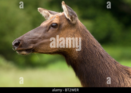 Ritratto di un avviso cow elk NOME COMUNE Roosevelt Elk nome latino Cervus canadensis roosevelti Foto Stock