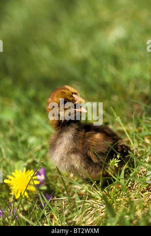 Baby pulcino marrone parla la sua mente in piedi in un prato erboso con un dente di leone Foto Stock