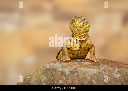 Saharan o Geyr dab della lucertola, Uromastyx geyri Foto Stock