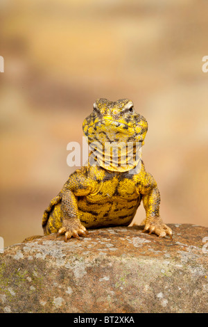 Saharan o Geyr dab della lucertola, Uromastyx geyri Foto Stock