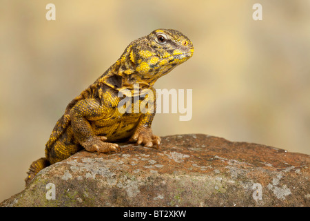 Saharan o Geyr dab della lucertola, Uromastyx geyri Foto Stock