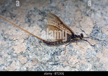 Giorno-fly seduto su una pietra costiera Foto Stock