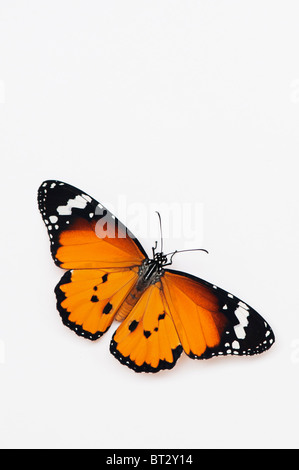 Danaus chrysippus. Plain tiger butterfly su uno sfondo bianco. India Foto Stock