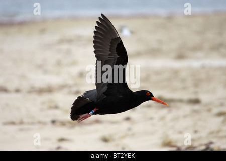 Nero Africa oystercatcher a Recife il punto in Sud Africa Foto Stock