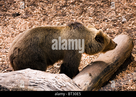 Orso bruno alla ricerca di cibo. Foto Stock